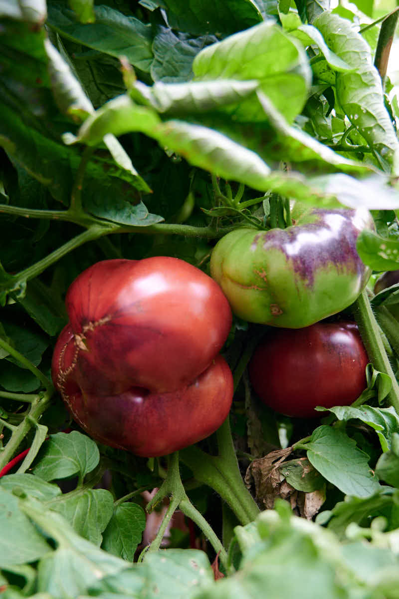 Black krim tomatoes